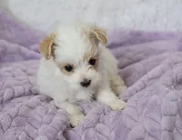 Sycamore, a male Maltipoo for sale in Nappanee, IN – 5 of 6