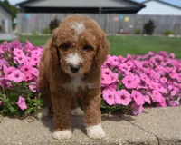 Lincoln , a male Irish Doodle for sale in Nappanee, IN – 4 of 6