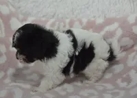 Alyssa , a female Maltipoo for sale in Nappanee, IN – 6 of 7