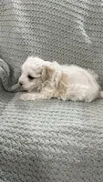 Bambi , a male Maltipoo for sale in Nappanee, IN – 4 of 5