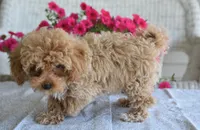 Dakota, a male Maltipoo for sale in Nappanee, IN – 9 of 9