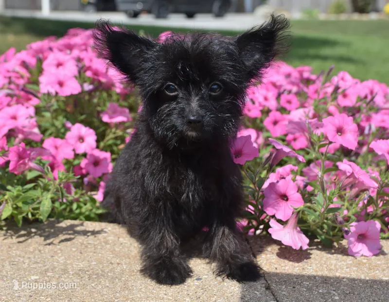 Jet T-cup – Maltipoo puppy for sale in Nappanee, IN