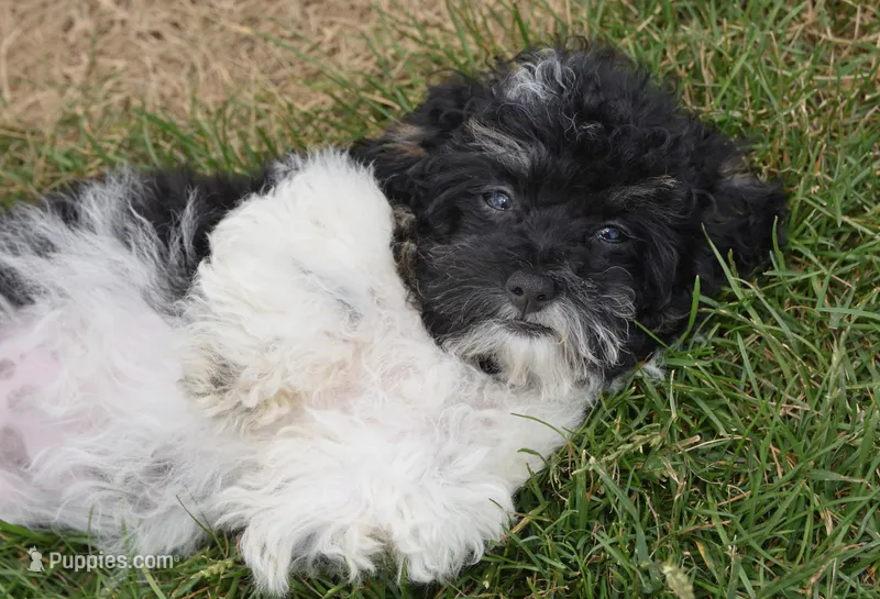 Alexis  – Maltipoo puppy for sale in Nappanee, IN