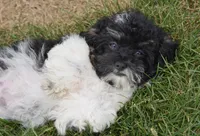 Alexis , a female Maltipoo for sale in Nappanee, IN – 1 of 10