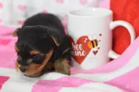 Scarlet , a female Yorkipoo for sale in Nappanee, IN – Photo 2 of 4
