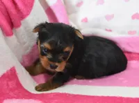 Scarlet , a female Yorkipoo for sale in Nappanee, IN – Photo 3 of 4