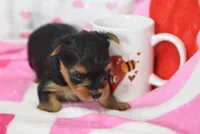 Scarlet , a female Yorkipoo for sale in Nappanee, IN – Photo 4 of 4