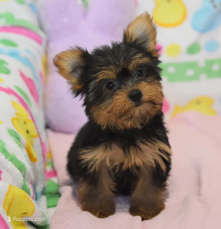 Scarlet  – Yorkipoo puppy for sale in Nappanee, IN