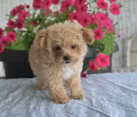 Dakota, a male Maltipoo for sale in Nappanee, IN – 5 of 10