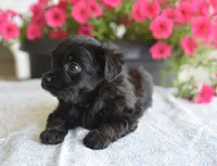 Jet T-cup, a male Maltipoo for sale in Nappanee, IN – 5 of 5