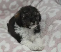 Mikey , a male Poodle - Toy  for sale in Nappanee, IN – 2 of 4