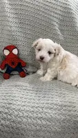 Bambi , a male Maltipoo for sale in Nappanee, IN – 5 of 5
