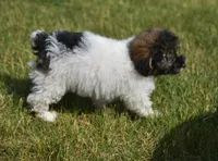 Madison , a male Poodle - Toy  for sale in Nappanee, IN – 6 of 10