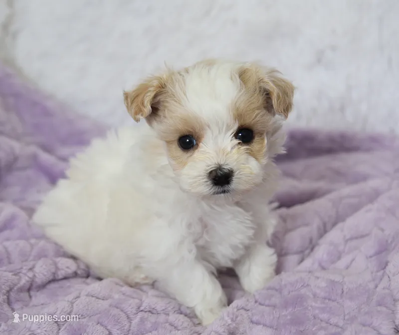 Oak  – Maltipoo puppy for sale in Nappanee, IN
