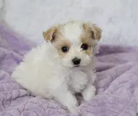 Oak , a male Maltipoo for sale in Nappanee, IN – 1 of 4