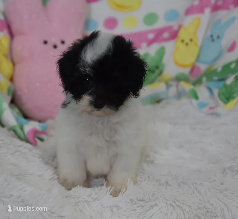 Briana  – Maltipoo puppy for sale in Nappanee, IN