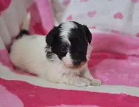 Briana , a female Maltipoo for sale in Nappanee, IN – Photo 3 of 4