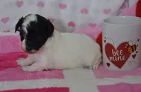 Briana , a female Maltipoo for sale in Nappanee, IN – Photo 2 of 4