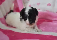 Briana , a female Maltipoo for sale in Nappanee, IN – Photo 4 of 4