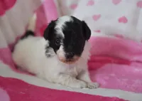 Briana , a female Maltipoo for sale in Nappanee, IN – Photo 1 of 4