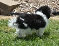 Alexis , a female Maltipoo for sale in Nappanee, IN – 9 of 10