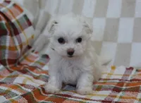 Charlie , a male Maltipoo for sale in Nappanee, IN – 1 of 4