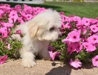 Jakey , a male Maltipoo for sale in Nappanee, IN – 2 of 4