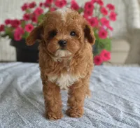 Paisley, a female Maltipoo for sale in Nappanee, IN – 7 of 10