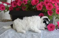 Josie , a female Maltipoo for sale in Nappanee, IN – 4 of 5