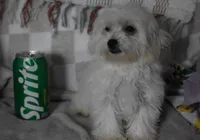 Joy T-cup, a female Maltipoo for sale in Nappanee, IN – 10 of 10