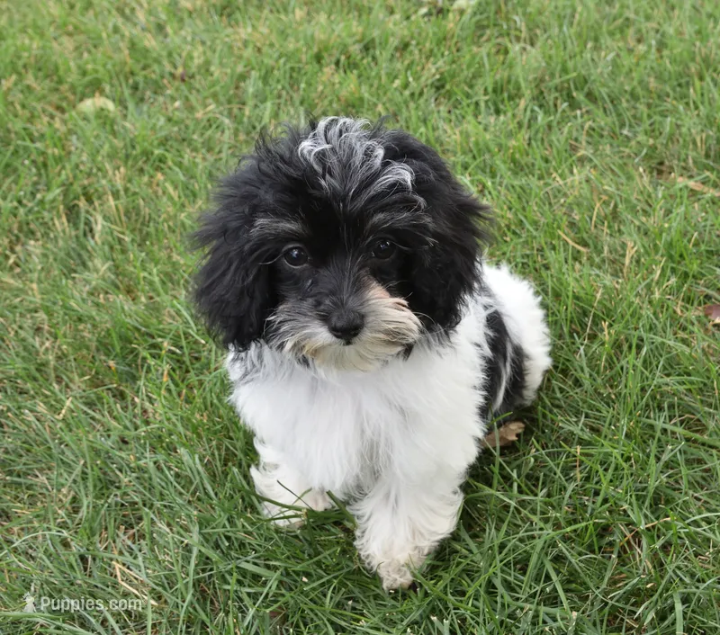 Alyssa  – Maltipoo puppy for sale in Nappanee, IN