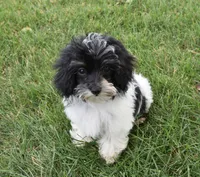 Alyssa , a female Maltipoo for sale in Nappanee, IN – 1 of 9