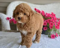 Betsy , a female Maltipoo for sale in Nappanee, IN – 7 of 7