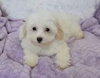 Abby , a female Maltipoo for sale in Nappanee, IN – 7 of 10