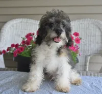 Mikey , a male Poodle - Toy  for sale in Nappanee, IN – 6 of 9