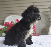 Molly , a female Poodle - Toy  for sale in Nappanee, IN – 7 of 9