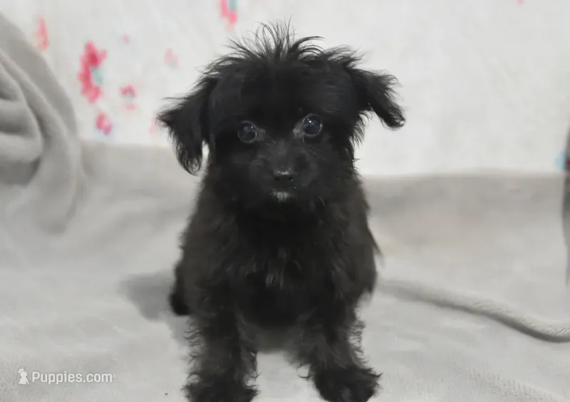 Jet T-cup – Maltipoo puppy for sale in Nappanee, IN