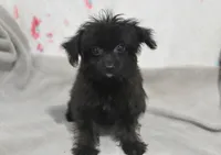 Jet T-cup, a male Maltipoo for sale in Nappanee, IN – 2 of 10