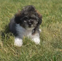 Mikey , a male Poodle - Toy  for sale in Nappanee, IN – 3 of 7