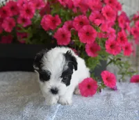 Josie , a female Maltipoo for sale in Nappanee, IN – 3 of 5