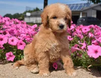 Louie , a male Irish Doodle for sale in Nappanee, IN – 5 of 6