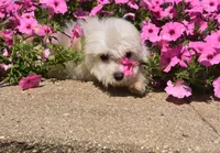 Jakey , a male Maltipoo for sale in Nappanee, IN – 4 of 4