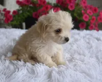 Jasper T-cup , a male Maltipoo for sale in Nappanee, IN – 6 of 10