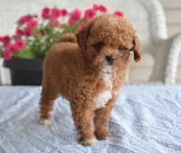 Annie , a female Maltipoo for sale in Nappanee, IN – 1 of 3