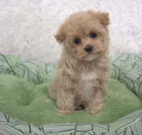 Skylar , a female Maltipoo for sale in Nappanee, IN – Photo 5 of 5