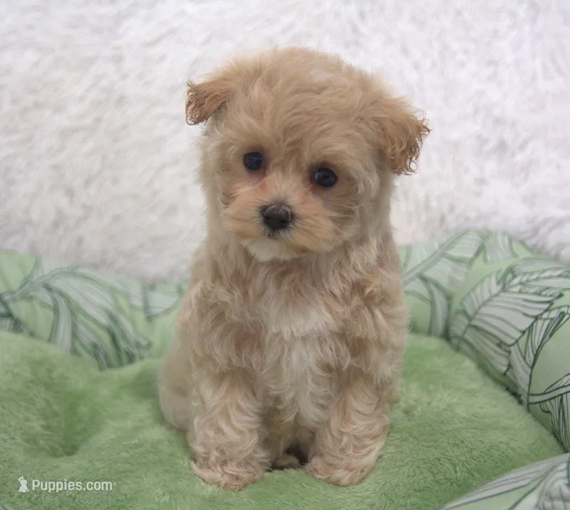 Skylar  – Maltipoo puppy for sale in Nappanee, IN