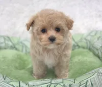 Skylar , a female Maltipoo for sale in Nappanee, IN – Photo 3 of 5