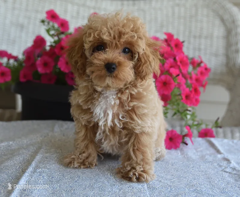 Dakota – Maltipoo puppy for sale in Nappanee, IN