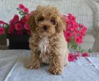 Dakota, a male Maltipoo for sale in Nappanee, IN – 1 of 9