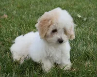 Arlo , a male Maltipoo for sale in Nappanee, IN – 6 of 8